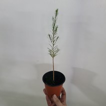 티트리오일나무 외목대 소형 15~30cm 39