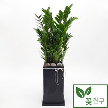 죽백(중품)-난초과식물/대나무닮은식물/난초/관엽식물