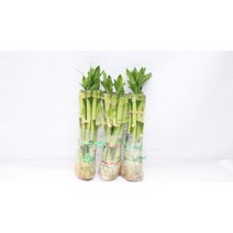 [골든플랜트] 개운죽20cm(10개)1묶음 개당350원 개음죽수경식물 수경재배식물 수중식물 대나무 공기정화 천연가습