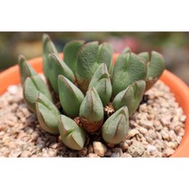 빌로붐대형종 코노피튬 수제공방분포함 키우기쉬운 다육식물, 1개