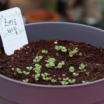 스위트 바질 키우기 서울주말농장 생바질 스마트팜교육 스윗 씨앗 식용꽃 키우기 모종