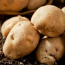 올바이썬 맛좋은 국내산 수미감자 산지직송 햇감자 1kg 3kg 5kg 10kg potato, 1kg (중 - 휴게소감자 사이즈), 1개