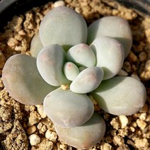후레뉴 예쁜다육 랜덤 1023-03, 단품