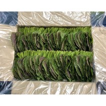 (GAP인증) 500g 1kg 농가에서 직접 재배한 밀양깻잎 (당일수확 당일발송), 깻잎 500g