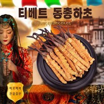 티베트 야생 동충하초 피로회복, 5g