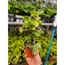 무늬파비안 파비앙 소품 15~30cm 35