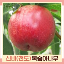 복숭아나무 묘목 천도복숭아 신비 결실주(분) 1개