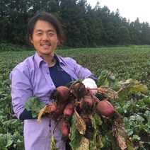 제주 무농약 햇 비트 10kg 레드비트, 제주 무농약 햇비트 10 kg (중/34개 전후)