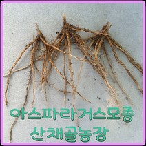 모종이야기 그린 아스파라거스 모종 / 1년생 뿌리모종 개당700원, 30개
