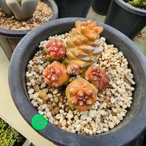 [해뜰다육] 리치아이금23 다육식물 선인장