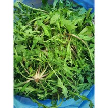 [신중국식품]싱싱민들레 . 푸궁잉 쌉싸롬하면서 입맛돋구는 무순들레, 500g