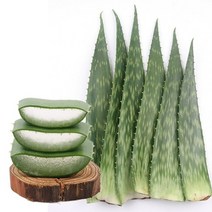 지투지샵 생 알로에 사포나리아 4kg, 1개