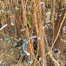 봄바람가든 과실수 감나무 야오끼 왕대봉 접목1년특묘 꼼꼼한포장 감묘목 감나무키우기 단감나무 유실수 단감묘목