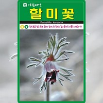 할미꽃 씨앗 50립 학질 이질 지사제 약재 흰색털로 덮인 야생화 꽃씨앗, 단품