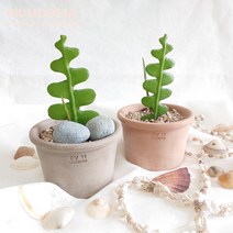 생선뼈선인장 피쉬본선인장 빈티지 이태리토분 set - 홈인테리어 공기정화 반려식물, 모카