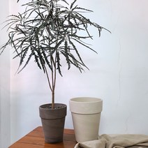 아보아보 아랄리아 1M이상 아라리오 인테리어 감성식물, 식물+독일 롱마블 그레이(받침포함)대