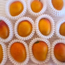 [무료배송]산지 직송 국내산 제주 고당도 미니애플망고, 중품1kg(2-4과), 1개
