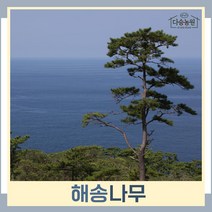 소나무 묘목 해송(흑송) 실생2년생 포트묘 5개