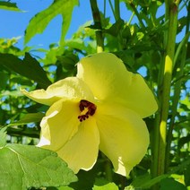 경북 포항 국내산 금화규 꽃차 15g, 없음