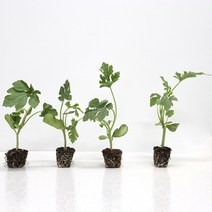 장보리 원예용 망고수박 과일 모종 5주, 기본상품