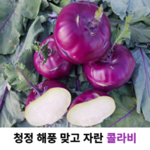 [제주시인증농부] 제주 햇 국내산 콜라비 5kg 10kg 농장 직송
