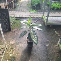 40~70cm 149 비파나무 중대품 약초식물