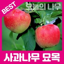 합리적 가격의 사과나무묘목(시나노골드(황금사과 부사 홍로 루비에스미니사과), 부사사과 이중접목묘