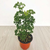 폴리셔스 폴리시아스 키우기쉬운 실내공기정화식물 공기청정식물, 단품