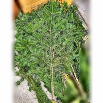 뉴 생화(절화)- 전나무 -1묶음 -나무 외국전나무 전나무 데코나무 장식나무 꽃꽃이재료 국가기능시험 크리스마스 추리나무