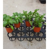 (도시농업해담채) 바질화분2개 루꼴라화분2개