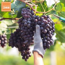 고씨네 프리미엄 아도라포도3kg 크림슨포도 수입포도, ＠릴리쿠팡▶ 1