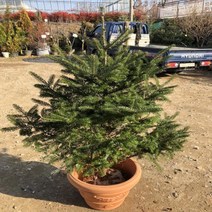 묘목 구상나무 (H1.2m)분 W1254