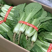 원동FS 국내산 단배추 1단(1kg내외), 1단, 1kg내외