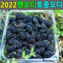 토종오디 10kg 뽕나무열매 오디생과 오디열매 생오디 햇오디