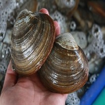 제철 대왕 웅피조개 1kg 대합 조개구이 샤브용, 1개