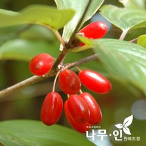 [나무인] 산수유나무 묘목 5그루