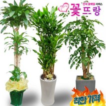 전국꽃배달2m화분 행운목 개업화분 축하화분 녹보수 황금죽 당일배송, A06 황금죽, 1, 0개