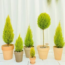 청년농부 율마 시리즈 이태리토분 완제품 공기정화식물 향기좋은식물, 2번