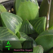 허브여울 수(Haworthia bayeri) 지름 15cm 중품 다육화분, 1개