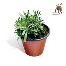 잉글리쉬 라벤더 인테리어 신경안정 허브 보라꽃 반려식물