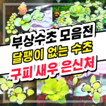 [수초스토어] 검역 부상수초 / 구피 새우 어항 쉬운 베타 수초 무이탄 수경식물 은신처 초보 피시티아 필란터스플루이탄스 아마존프로그비트 목련물배추 살비니아쿠쿠라타, 9. 랜덤 부상수초 3종 (10뿌리이상)