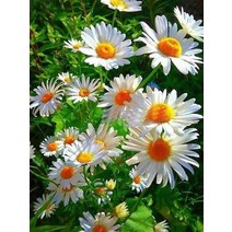 EverShine 5D 다이아몬드 페인팅 데이지 자수 꽃 크로스 스티치 키트 전체 사각형 모자이크 풍경 홈 장식 취미, Square Drill80x100cm, 01 4911