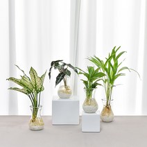 필플랜트 수경재배식물 호리병글라스 DIY세트 모음, 9.거북알로카지아, 호리병글라스 + 흰돌