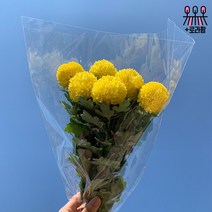 (로라네팜) 퐁퐁 국화 생화꽃다발 농장직송 (3color), 핑크