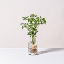 수경재배식물 모던글라스세트 몬스테라 개운죽 테이블야자 아레카야자 스킨답서스 스파트필름, 모던글라스+흰돌, 5.홍콩야자