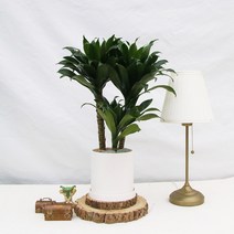 드라세나 콤펙타 대형_도자기(15cm), 도자기 화이트 화분(15cm), 선택:도자기 화이트 화분(15cm)