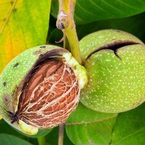 목하원예조경 호두나무 묘목 (신령) 접목2년특묘, 1개