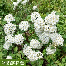 공조팝 장미조팝 대품 조팝나무 봄꽃 흰색꽃, 장미조팝 키150cm내외 흙분, 1개