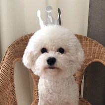 두빵펫 고양이 강아지 생일 모자 왕관 고깔, 실버