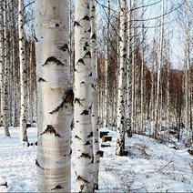 묘목/ 자작나무/ 백자작 (실생 1년 / 플러그묘)/10주 BA012, 1개